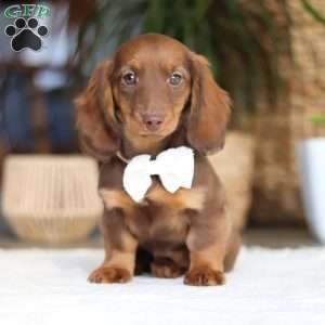 Bagel, Dachshund Puppy